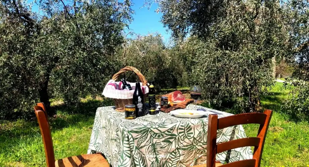 Olijfolie- en wijnproeverij, picknick Maremma — Maremma