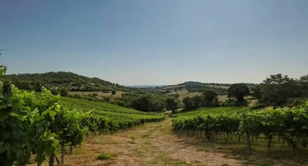 Degustazione Morellino e visita di cantina storica a Grosseto — Grosseto