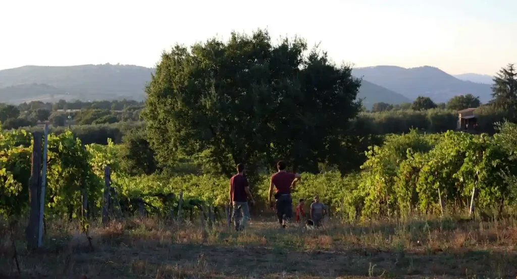 Manhã de viticultor na Maremma: participe na vida de uma vinha — Sovana