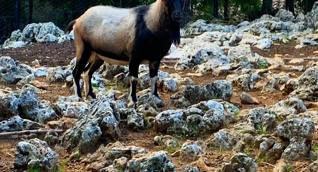 Visita guiada ao Santuário Animanatura em Semproniano — Semproniano