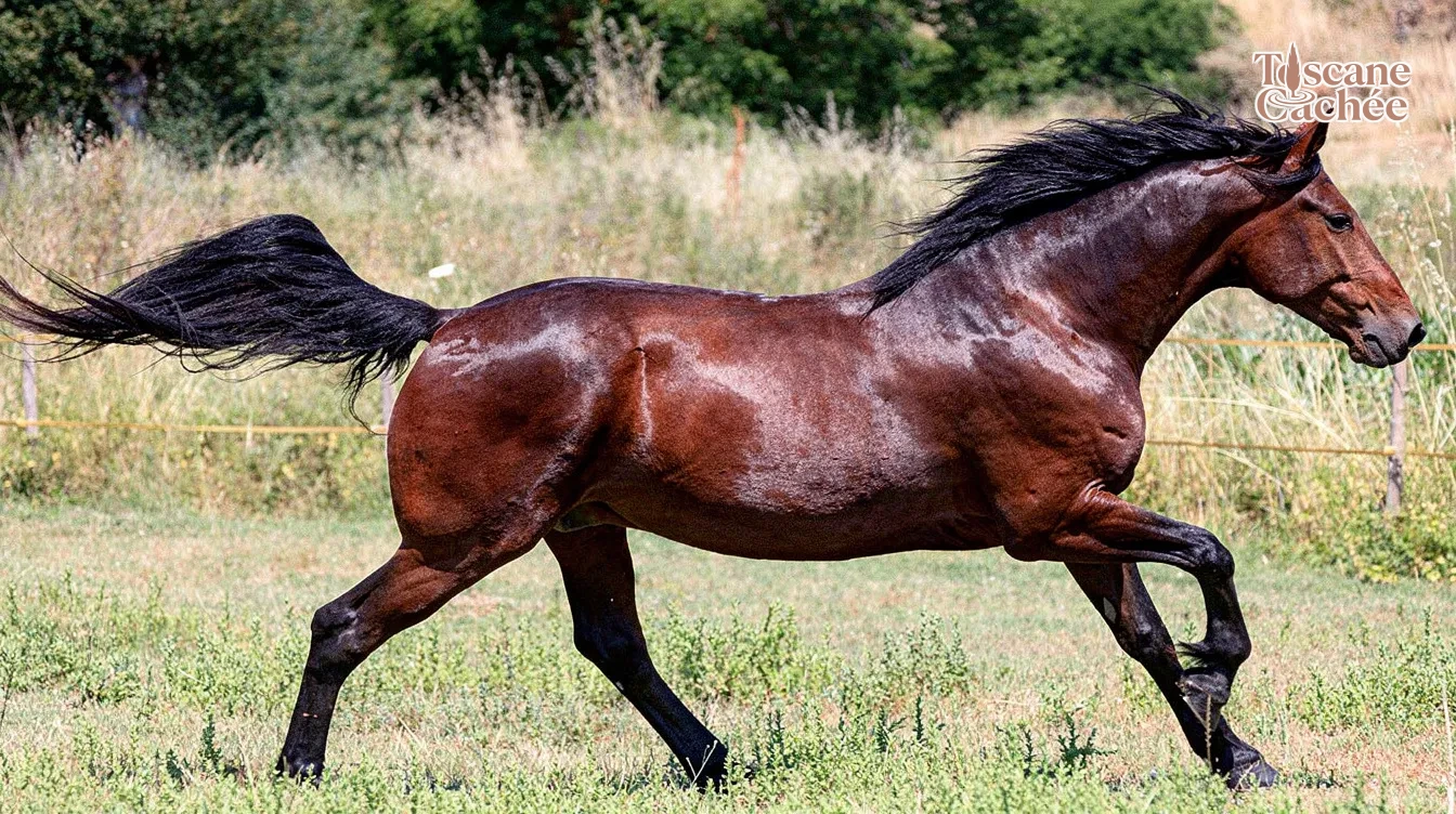 Caballo Maremmano: El Corcel Salvaje de la Toscana