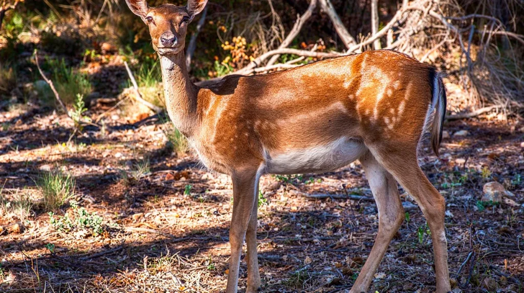 Fallow deer