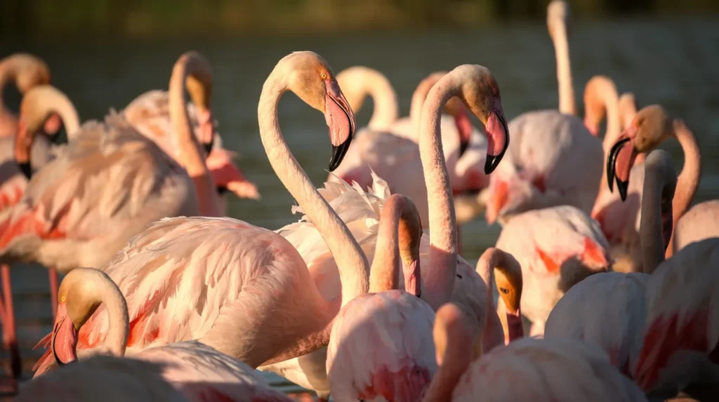 Flamingo