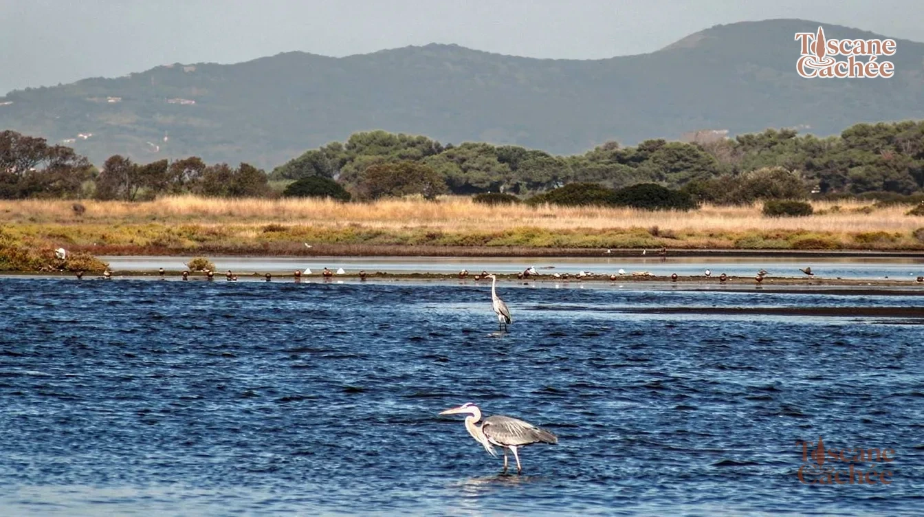 Orbetello : La Laguna Segreta dei Fenicotteri