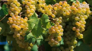 Vermentino Maremma Toscana DOC