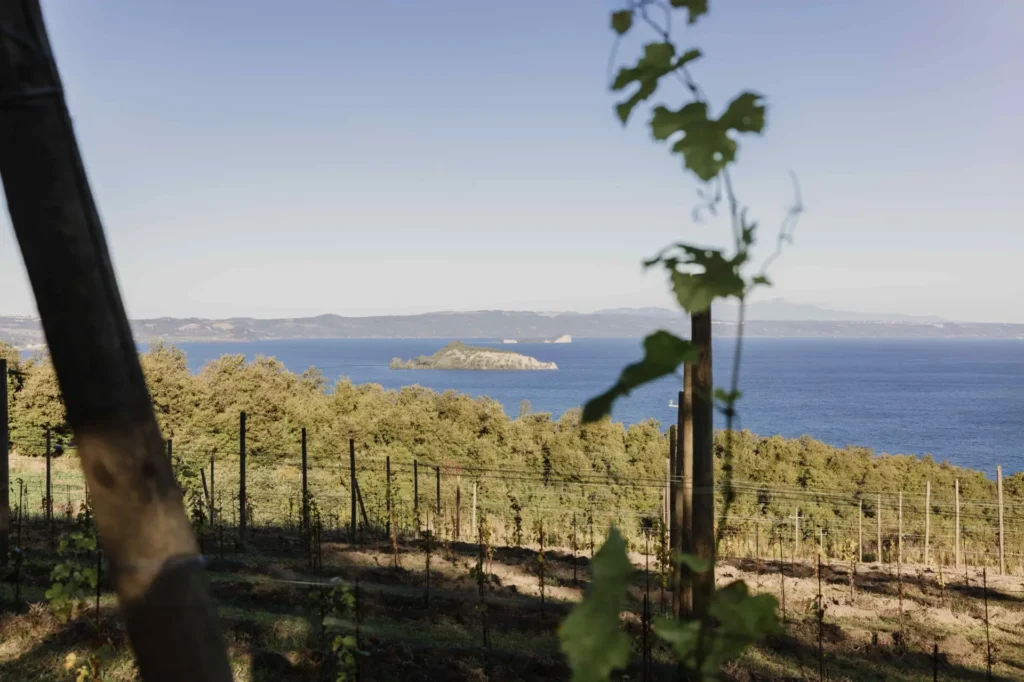 Wijnproeverij met uitzicht op het meer van Bolsena, Vigna Sul Lago — Montefiascone