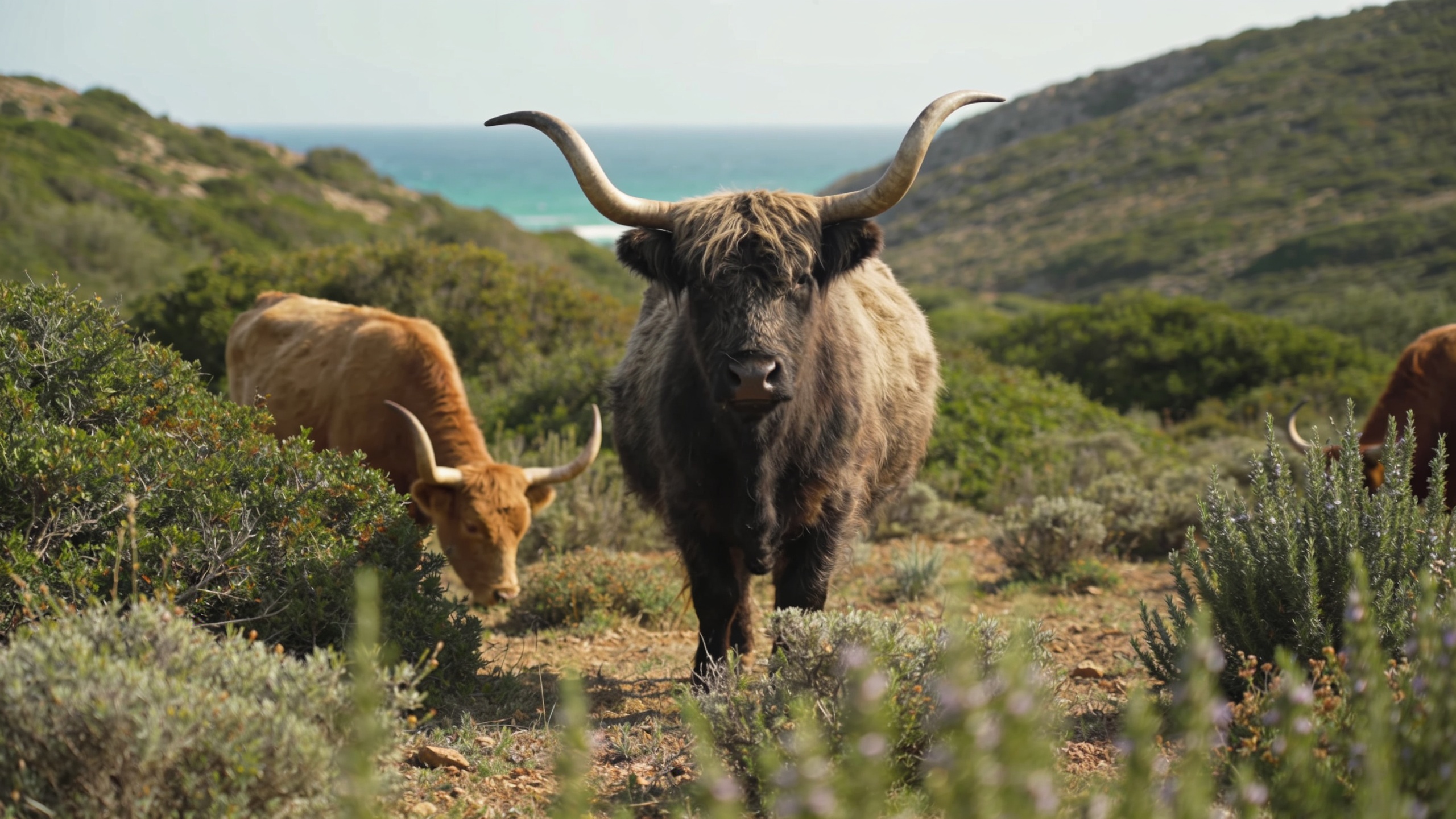 VacAS maremmanas com chifres em lira no matagal do Parque da Uccellina