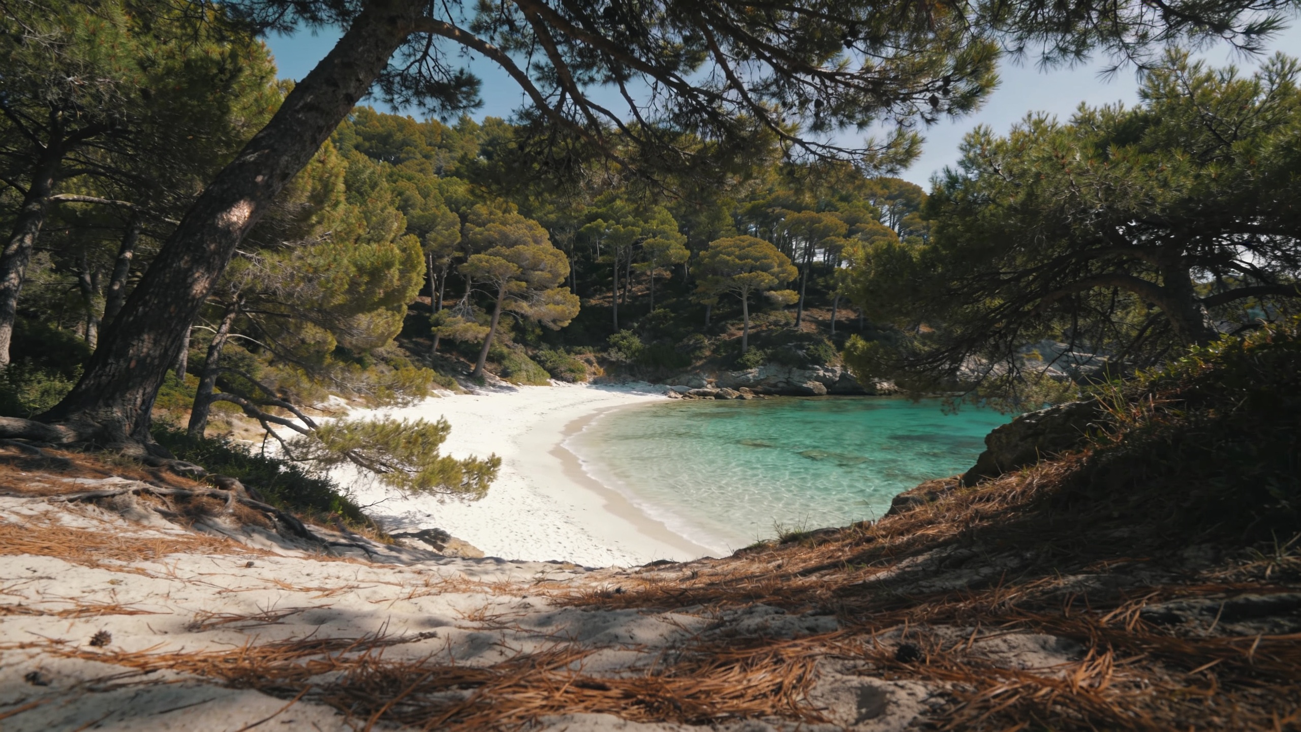 Wild cove of Cala Violina lined with stone pines