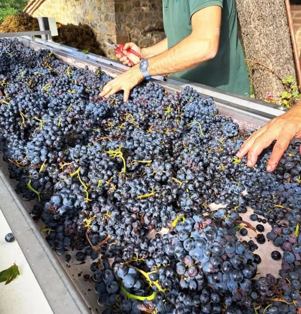 Casanuova delle Cerbaie Wine Education Experience in Montalcino (nur auf Englisch) — Montalcino