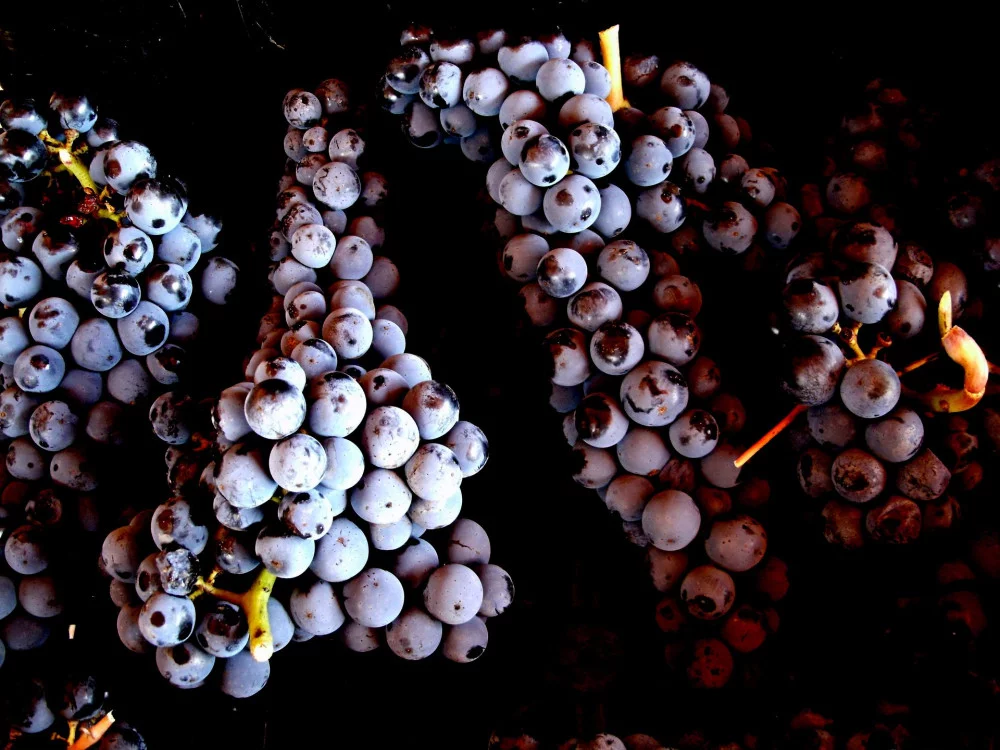 Ciliegiolo wine experience at the Sassotondo organic winery, in Maremma — Sorano