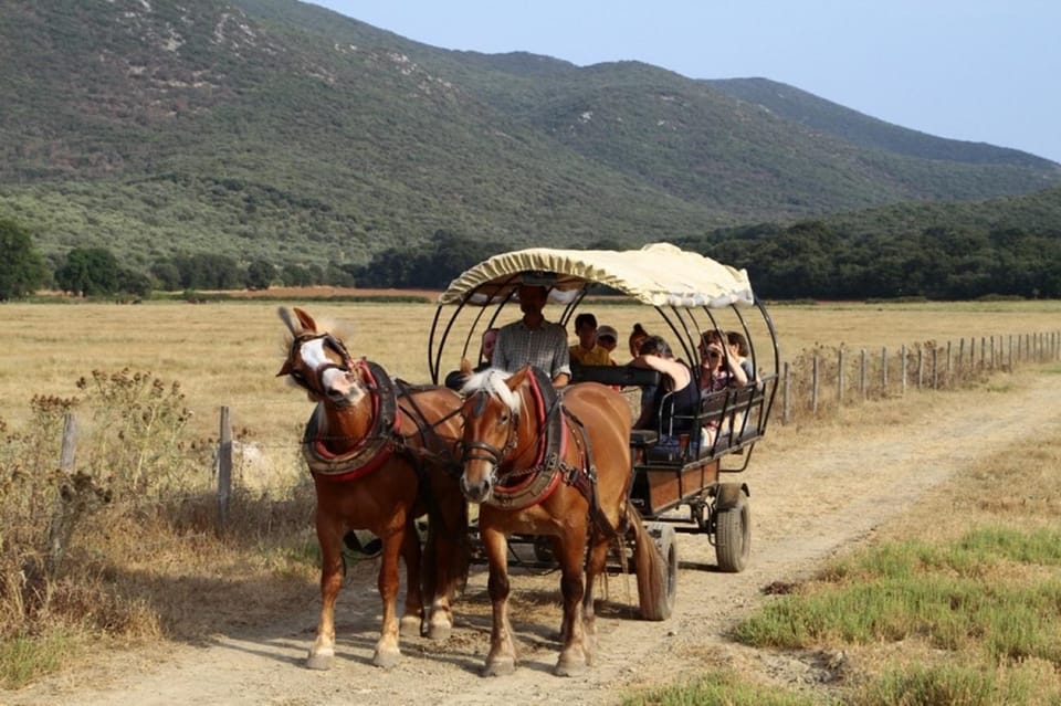 In carrozza Parco della Maremma con spiaggia di Collelungo e degustazione — Alberese