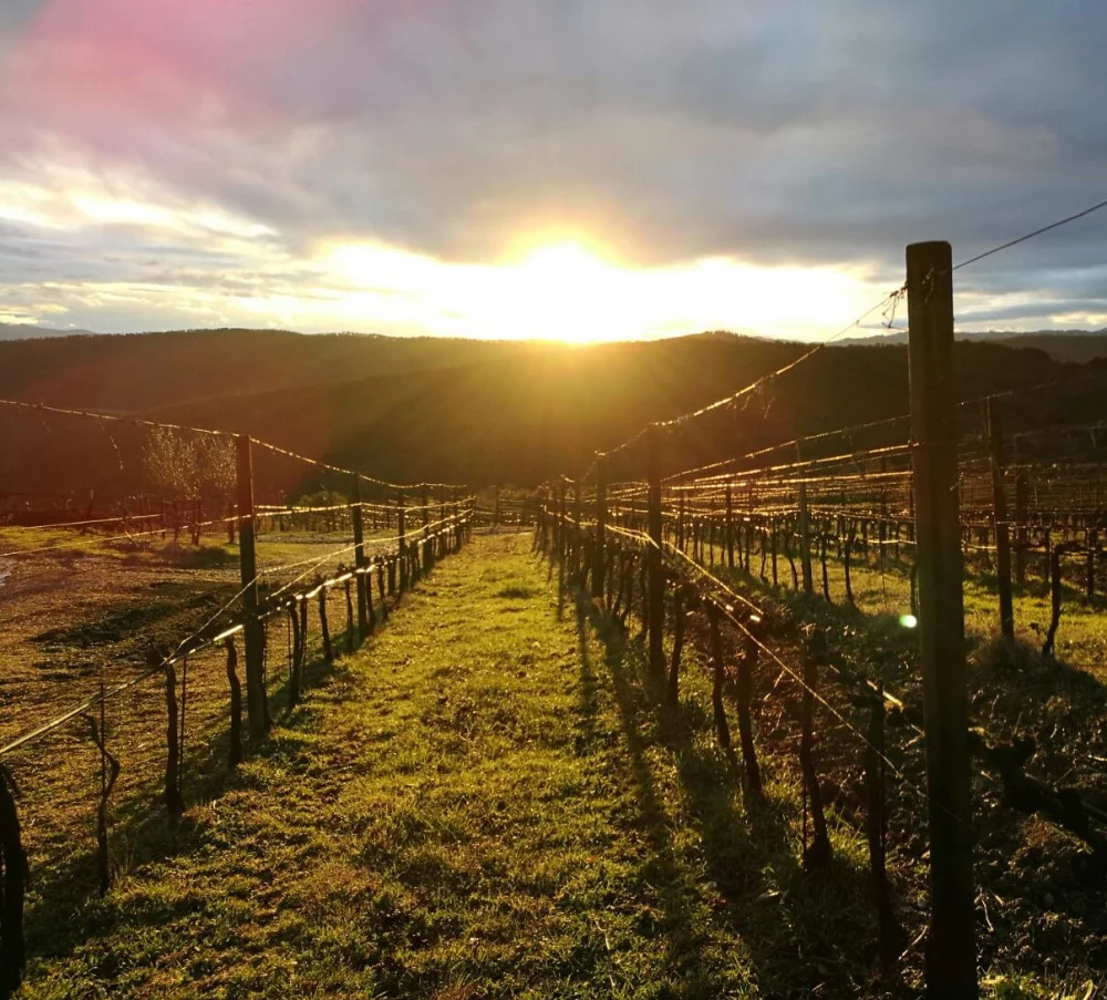 L'Impostino au coucher du soleil : Dégustation et dîner en Maremme — Civitella-Paganico