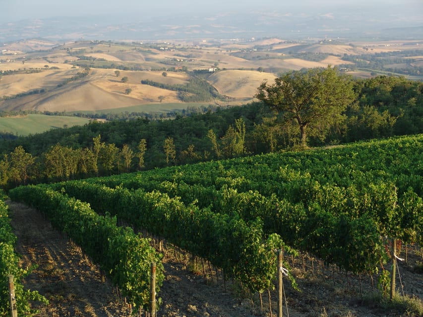 Award-Winning Organic Wine Tasting at Basile Organic Wine Farm — Province of Grosseto Tuscany