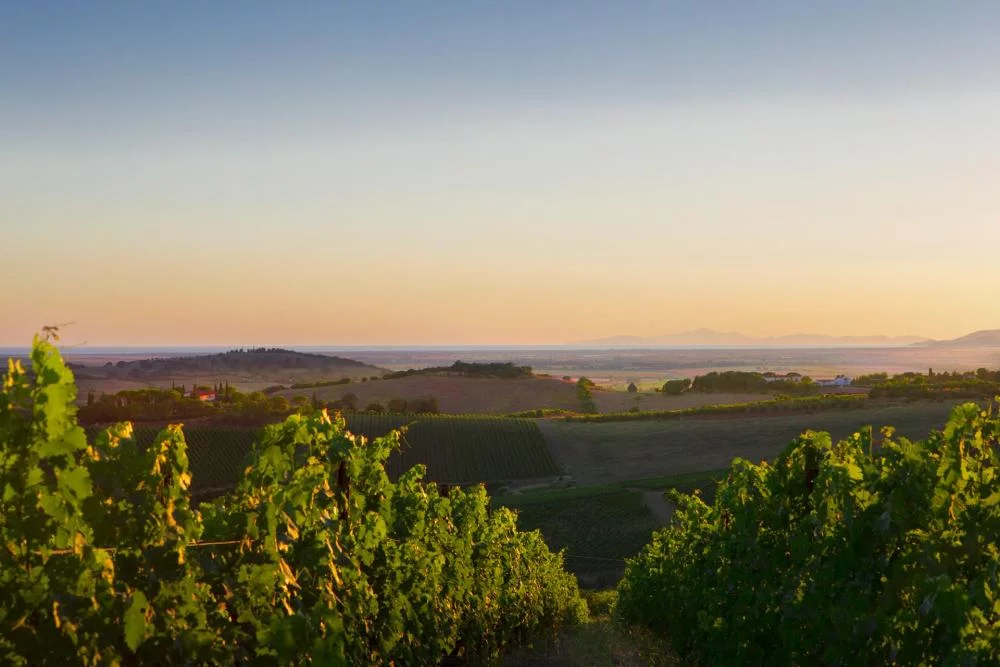 Visita y degustación de vino Belguardo Express en el corazón de la Maremma — Magliano in Toscana