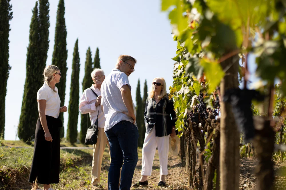 Rondleiding door de wijnkelder en wijnproeverij bij de Tenuta Corte Pavone in Montalcino — Montalcino