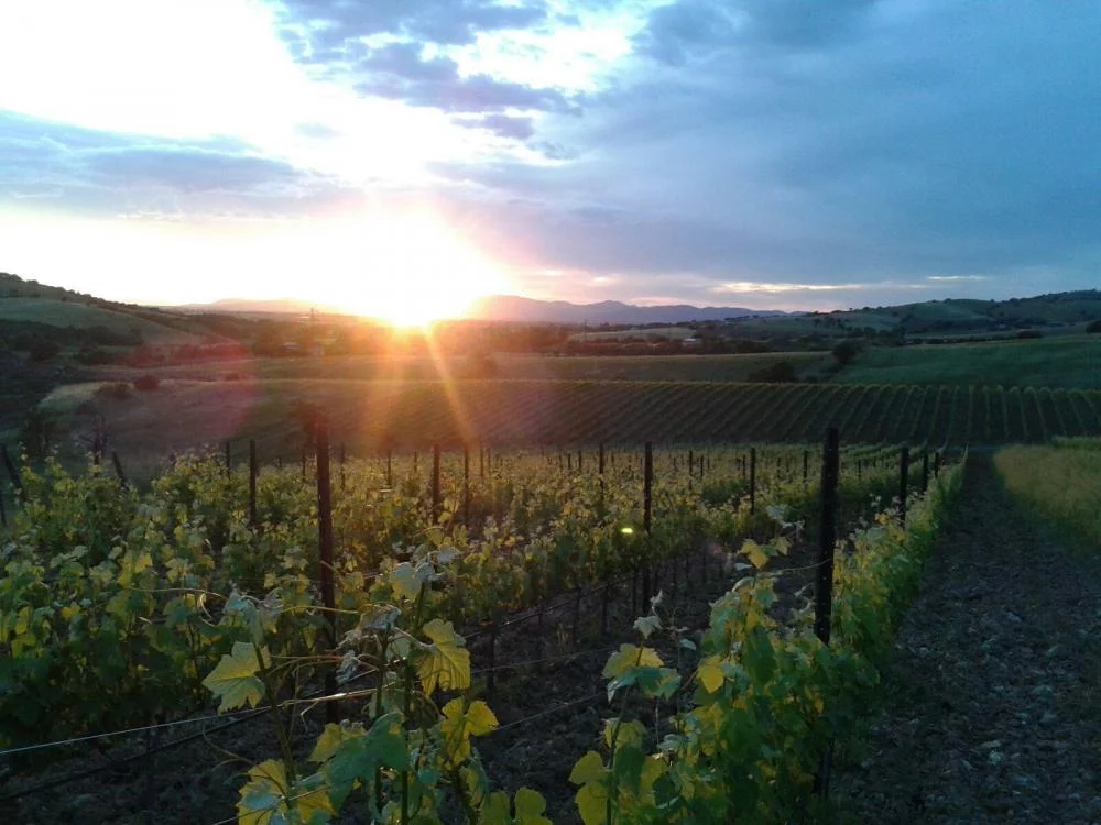 Visita guidata dei vini di qualità superiore a Belguardo — Magliano in Toscana