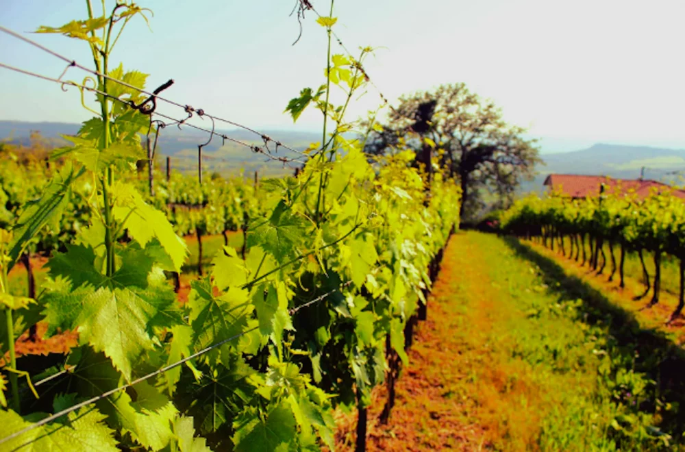 Experiência de vinhos na Maremma Toscana na cave Mambrini — Manciano